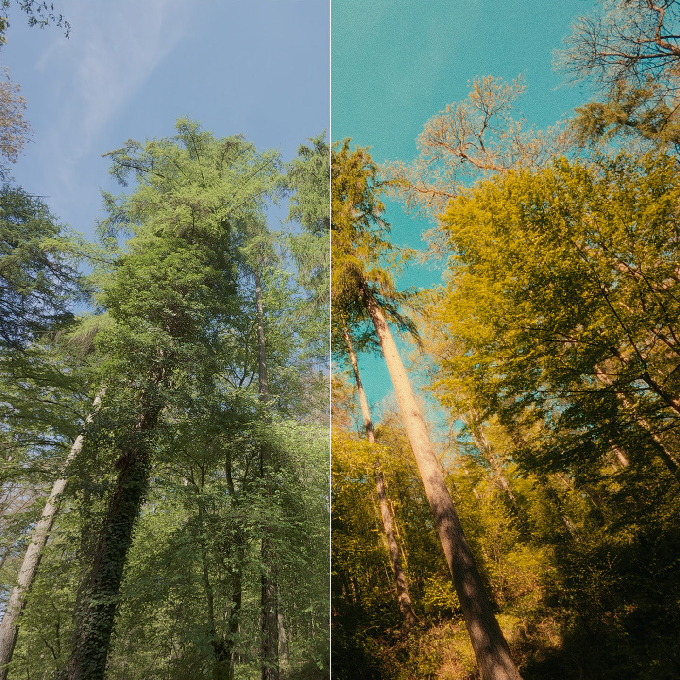 Cinematic LUTs for DJI Osmo Pocket 4